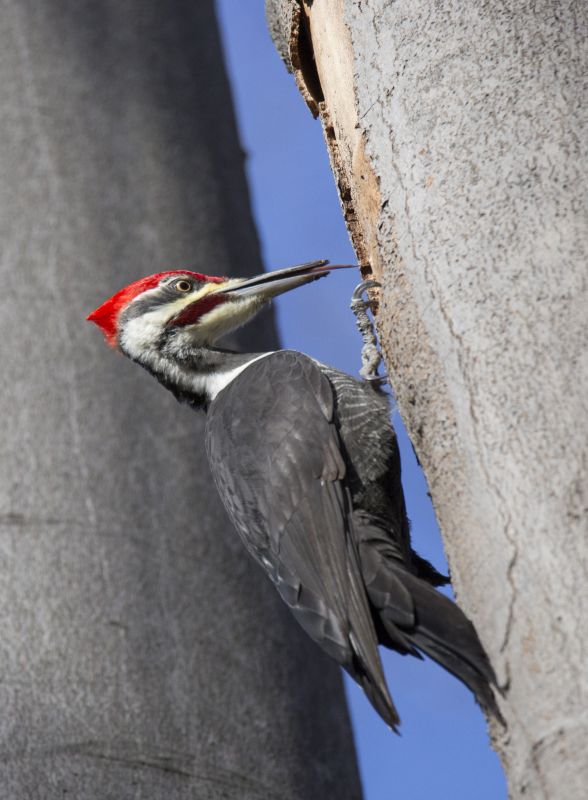 Woodpecker Hole Patching