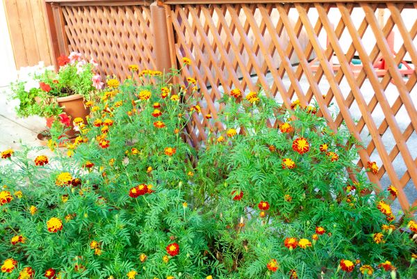 Decorative Lattice Mounting in Idaho Falls