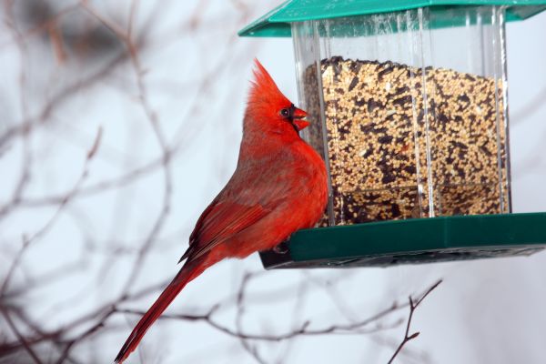 Bird Feeder Hanging in Idaho Falls